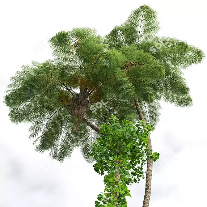 Ancient Tree Fern 3D Model 3D model image 3
