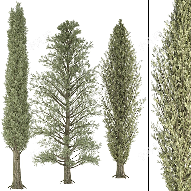 Outdoor Pine Tree Trio 3D model image 1