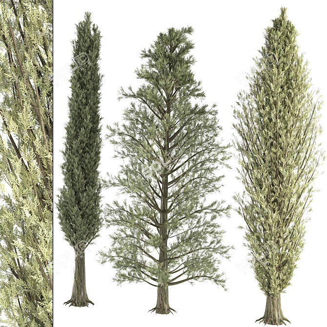 Outdoor Pine Tree Trio 3D model image 2