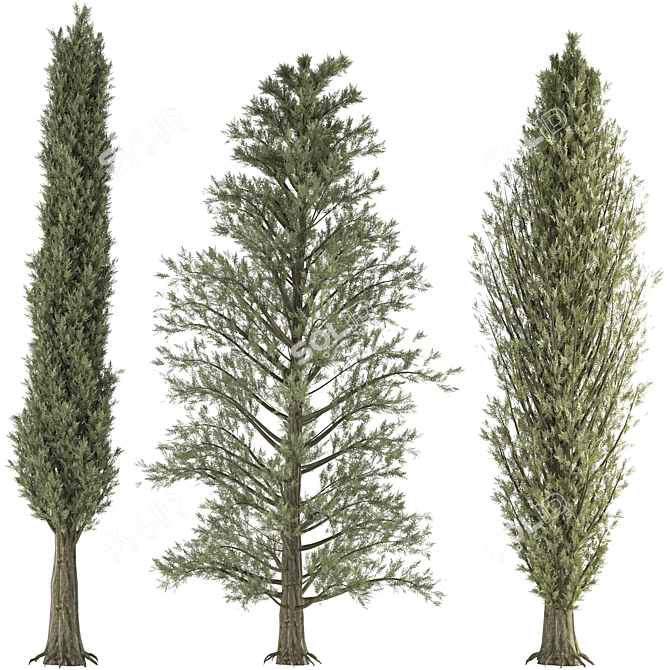 Outdoor Pine Tree Trio 3D model image 3