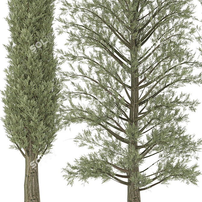 Outdoor Pine Tree Trio 3D model image 4