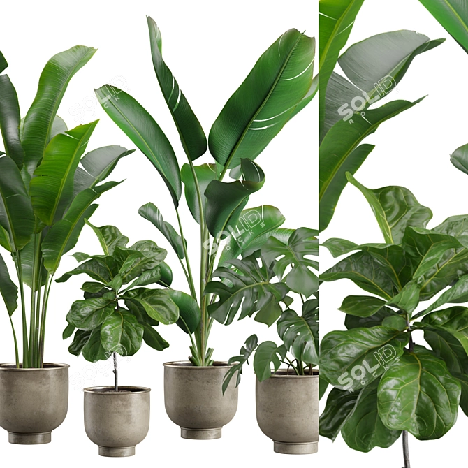 Exotic Indoor Plants Pack 23 3D model image 2