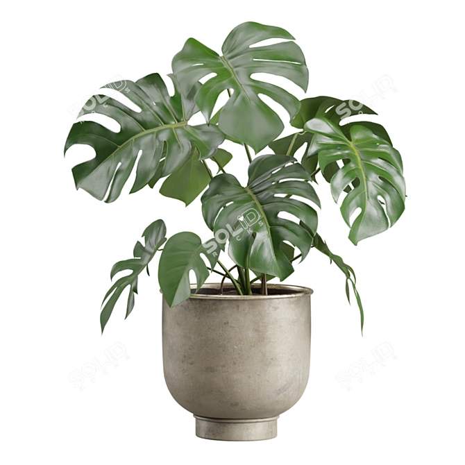 Exotic Indoor Plants Pack 23 3D model image 4