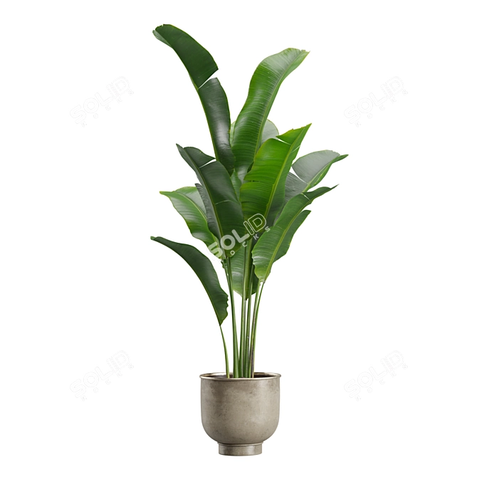 Exotic Indoor Plants Pack 23 3D model image 6