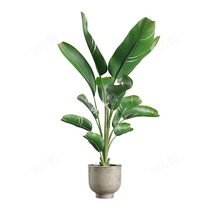 Exotic Indoor Plants Pack 23 3D model image 7