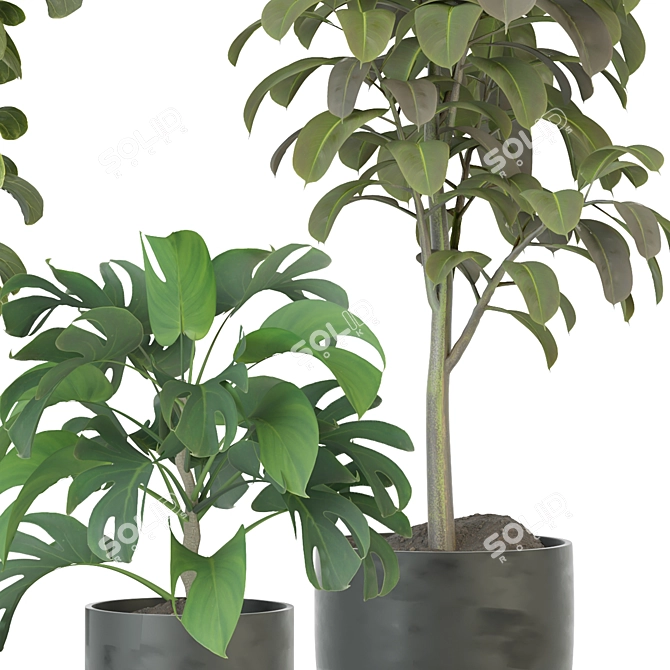 Modern Indoor Plant Collection Kit 3D model image 3