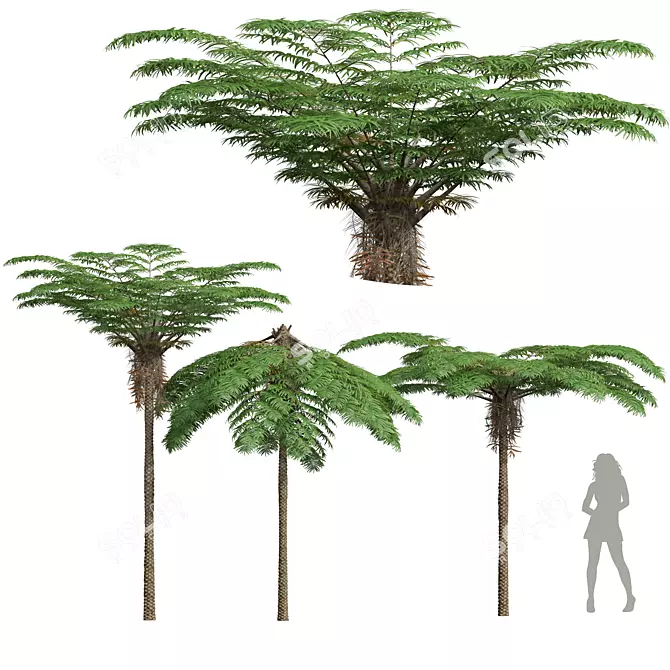 Mountain Fern Tree 3D Model 3D model image 1