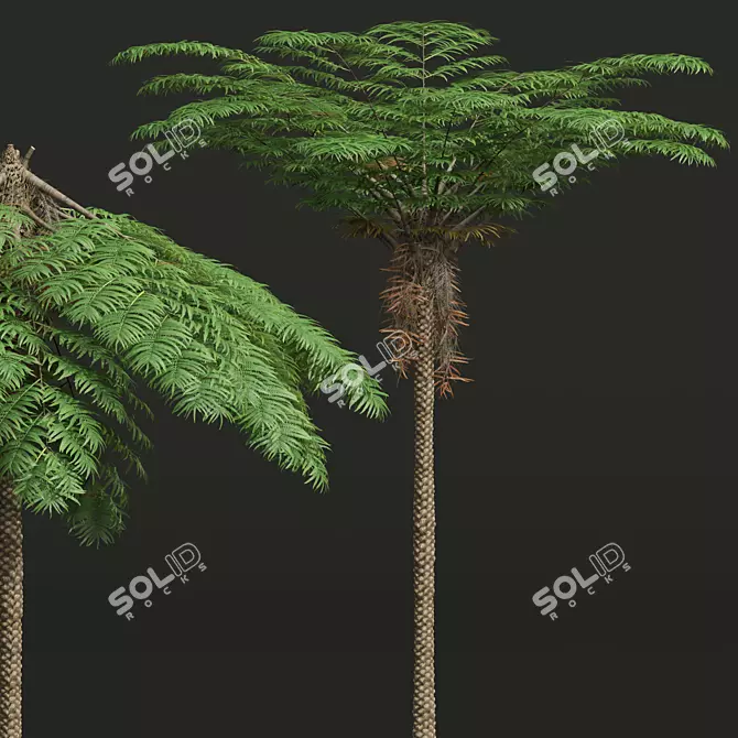 Mountain Fern Tree 3D Model 3D model image 2