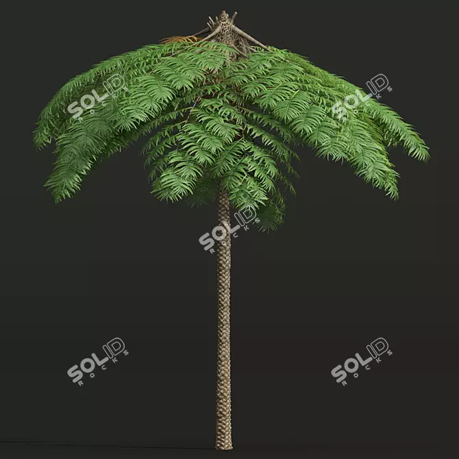 Mountain Fern Tree 3D Model 3D model image 3