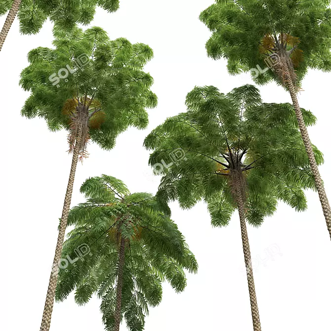 Mountain Fern Tree 3D Model 3D model image 4