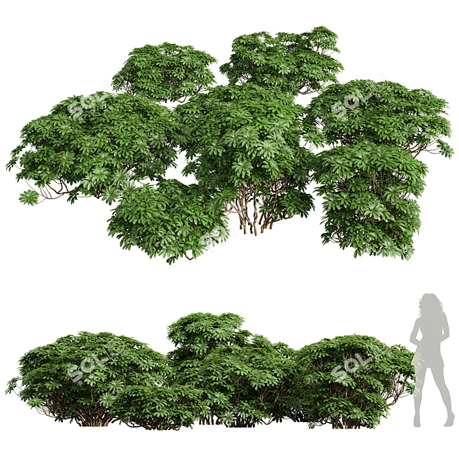 Edgeworthia Grandiflora Bush Collection 3D model image 1