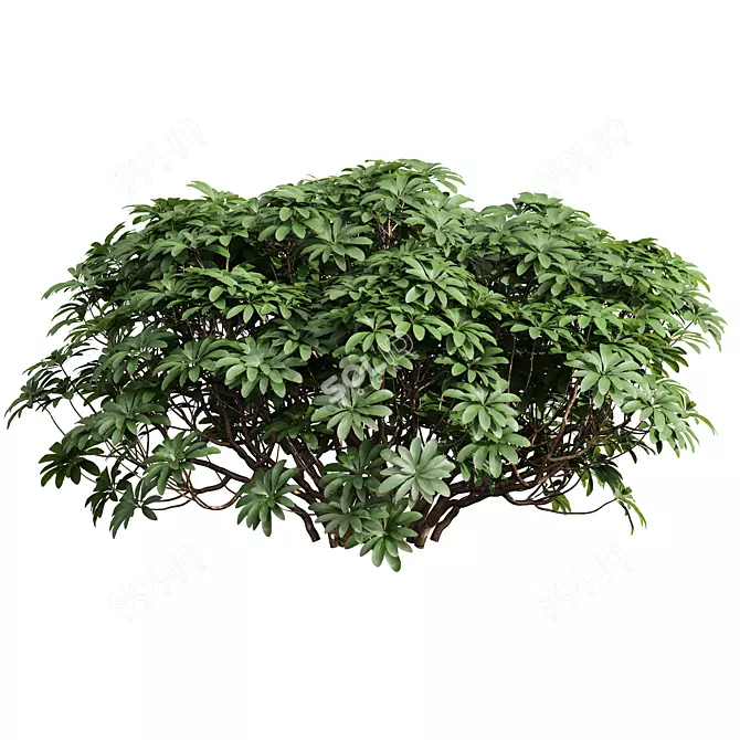 Edgeworthia Grandiflora Bush Collection 3D model image 2