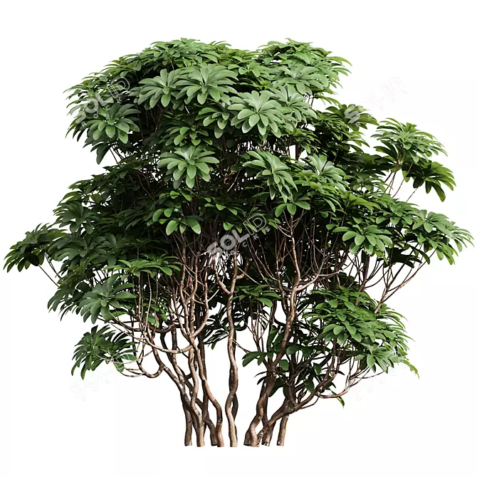 Edgeworthia Grandiflora Bush Collection 3D model image 3