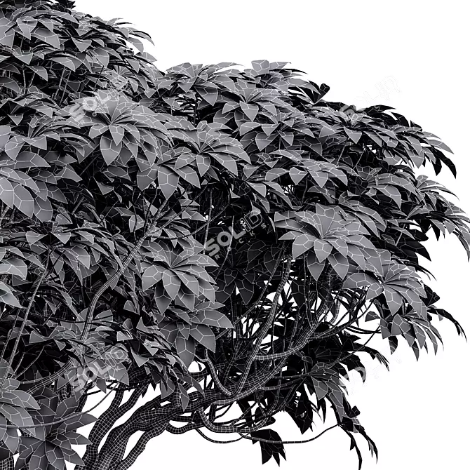 Edgeworthia Grandiflora Bush Collection 3D model image 6