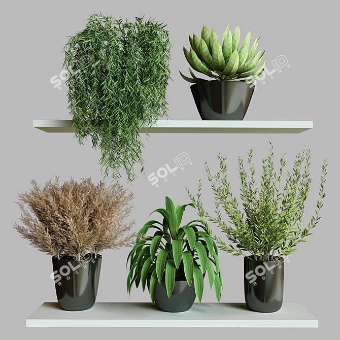 Modern Collection Indoor Plant Set 3D model image 1