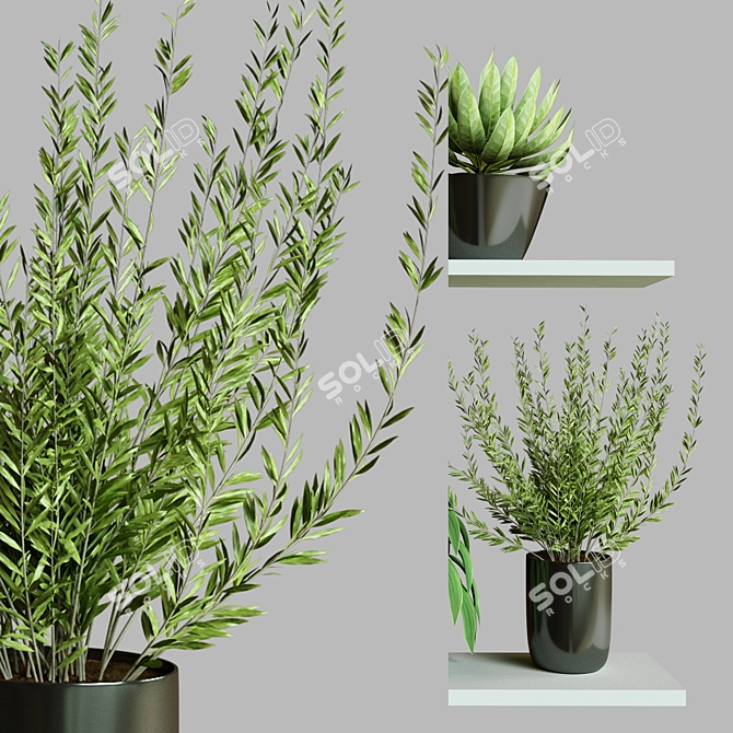 Modern Collection Indoor Plant Set 3D model image 4