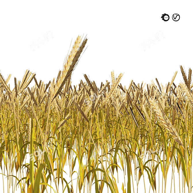 Realistic High Poly Wheat Field 3D model image 1