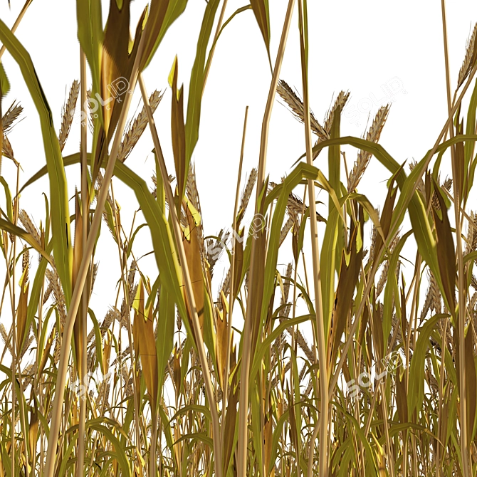 Realistic High Poly Wheat Field 3D model image 2