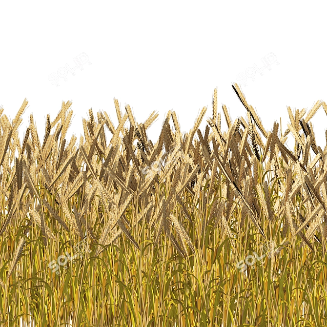 Realistic High Poly Wheat Field 3D model image 3