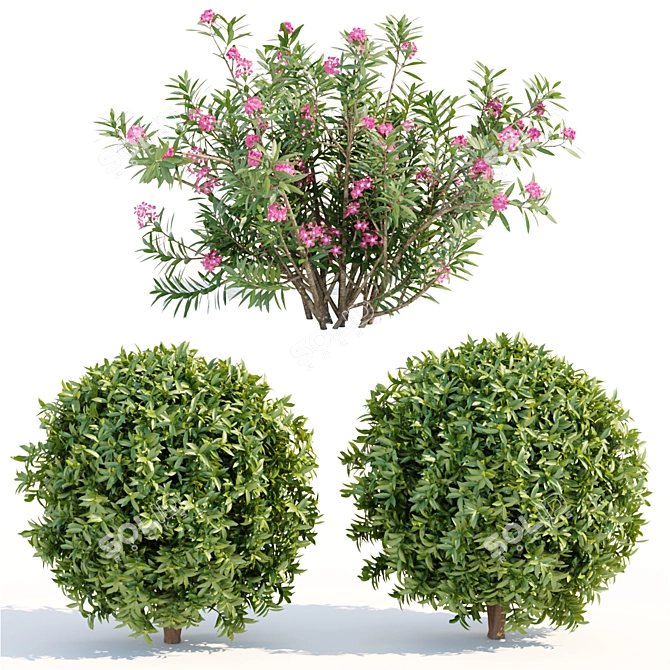  Premium Laurel Hedging Bushes 3D Model 3D model image 5