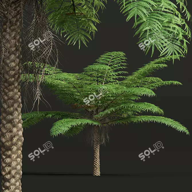 Sphaeropteris Lepifera 3D Fern Models 3D model image 2