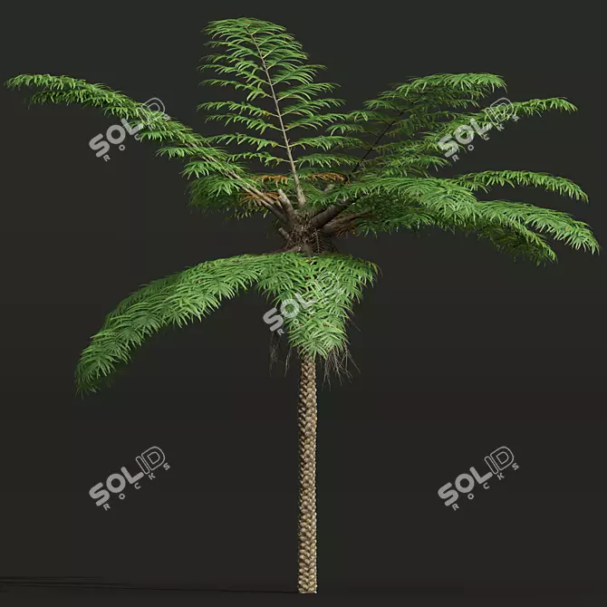 Sphaeropteris Lepifera 3D Fern Models 3D model image 3