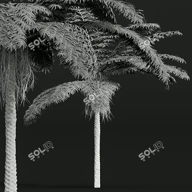 Sphaeropteris Lepifera 3D Fern Models 3D model image 4