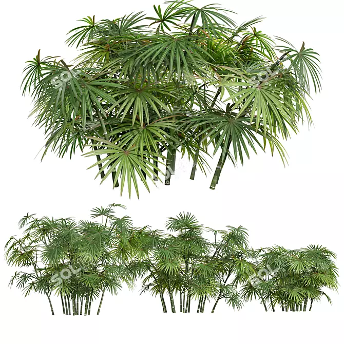 Rhapis Excelsa 3D Palm Models 3D model image 1