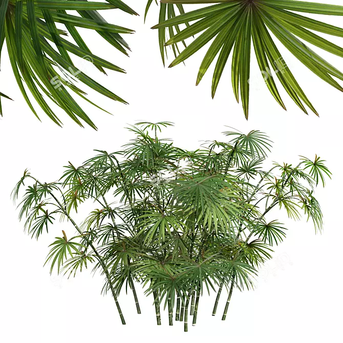 Rhapis Excelsa 3D Palm Models 3D model image 2