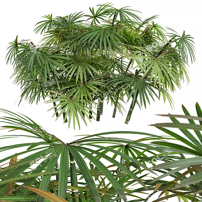 Rhapis Excelsa 3D Palm Models 3D model image 3