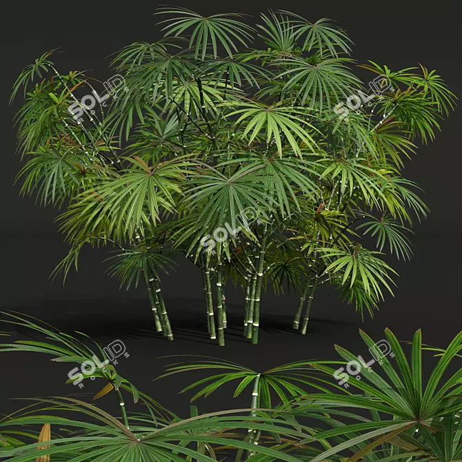Rhapis Excelsa 3D Palm Models 3D model image 4