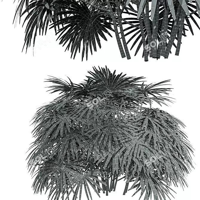 Rhapis Excelsa 3D Palm Models 3D model image 5