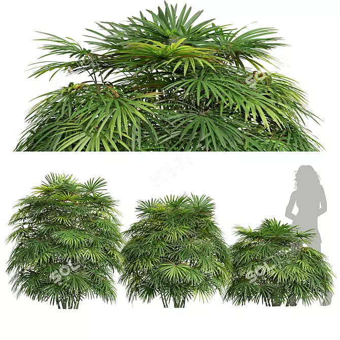 Lux Rhapis Excelsa Palm Set 3D model image 1
