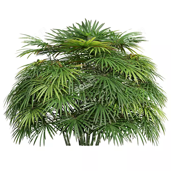 Lux Rhapis Excelsa Palm Set 3D model image 2