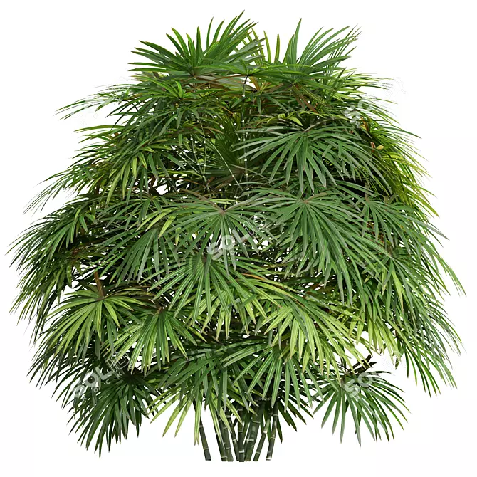 Lux Rhapis Excelsa Palm Set 3D model image 3