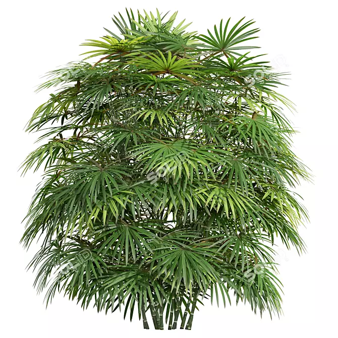 Lux Rhapis Excelsa Palm Set 3D model image 4