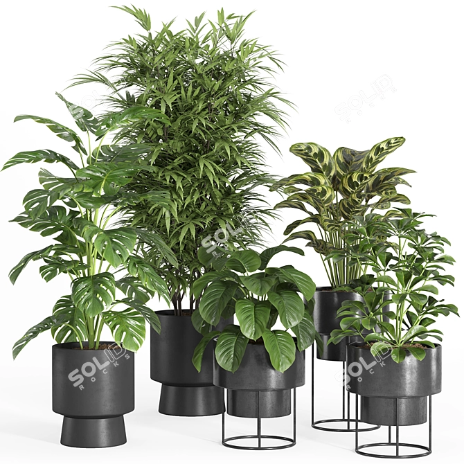 Modern Indoor Plant Set 028 3D model image 1