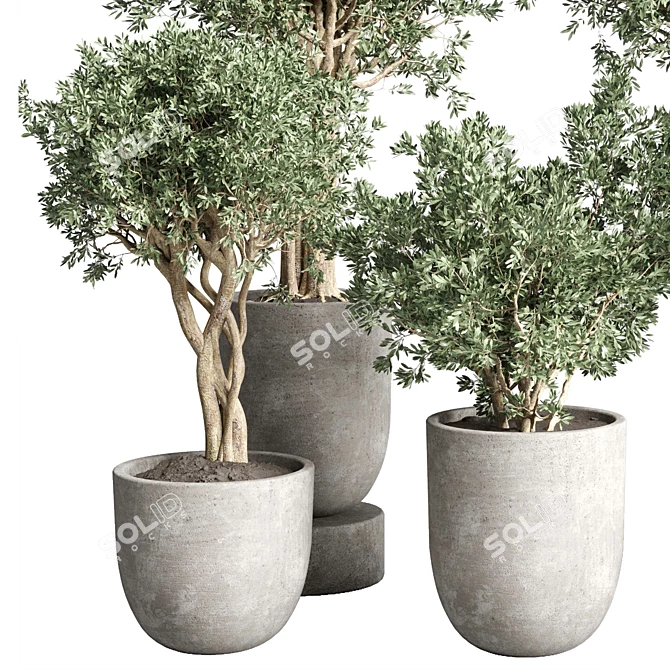 252 Plant Tree Vase Collection 3D model image 2