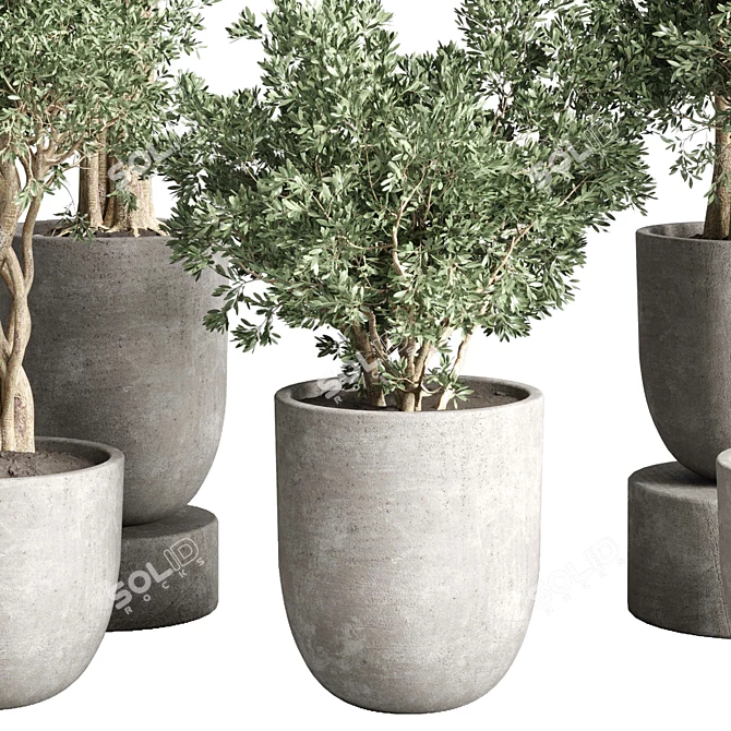 252 Plant Tree Vase Collection 3D model image 3