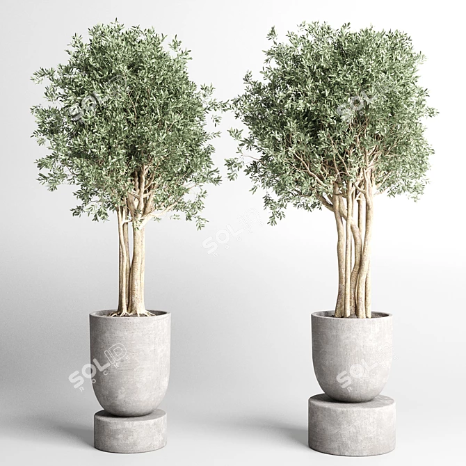 252 Plant Tree Vase Collection 3D model image 6