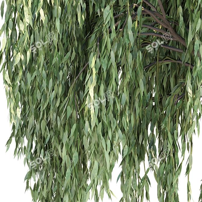 Cascade Willow Trees Pack 3D model image 2