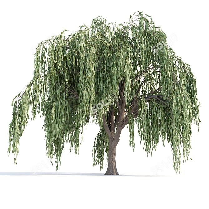 Cascade Willow Trees Pack 3D model image 3
