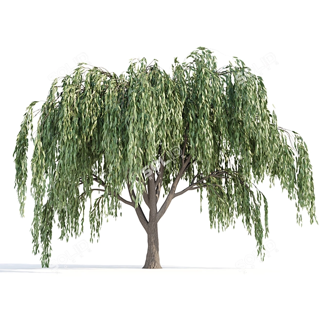Cascade Willow Trees Pack 3D model image 4