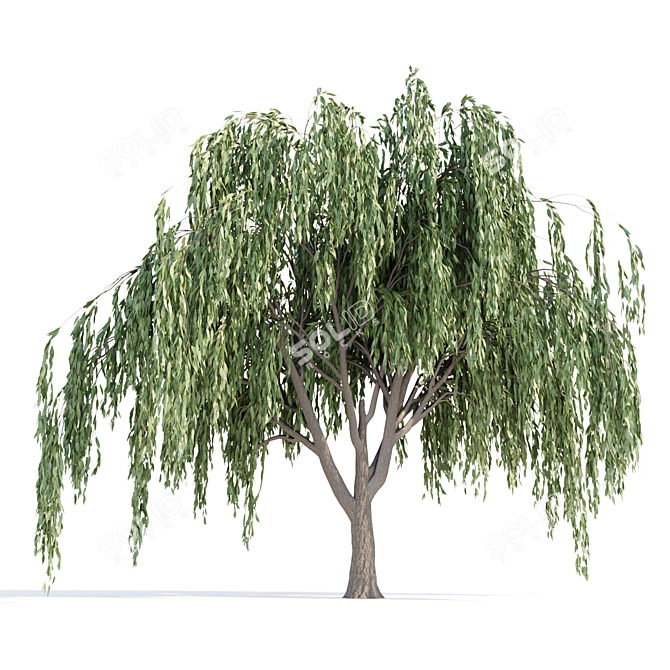 Cascade Willow Trees Pack 3D model image 5
