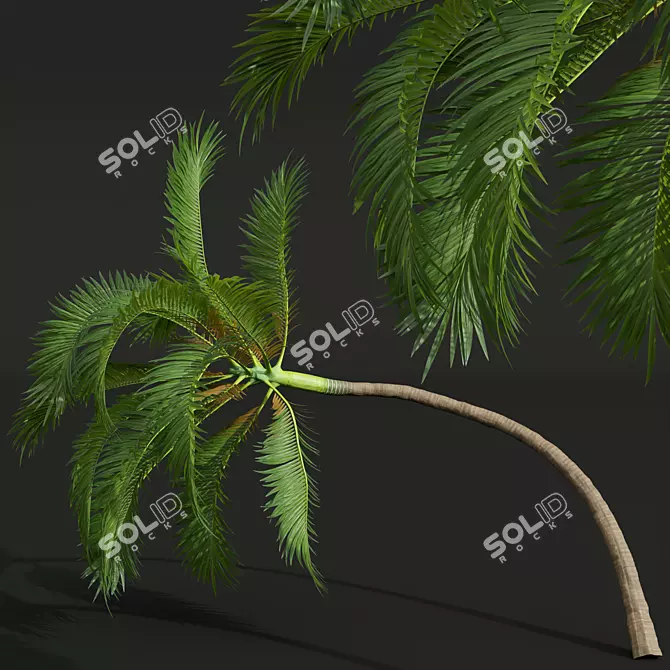Exquisite Areca Catechu Palm Art 3D model image 2
