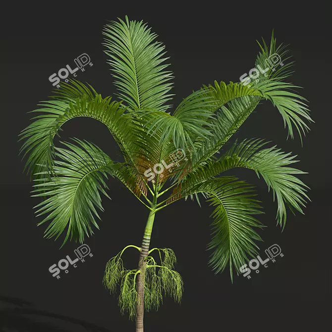 Exquisite Areca Catechu Palm Art 3D model image 3