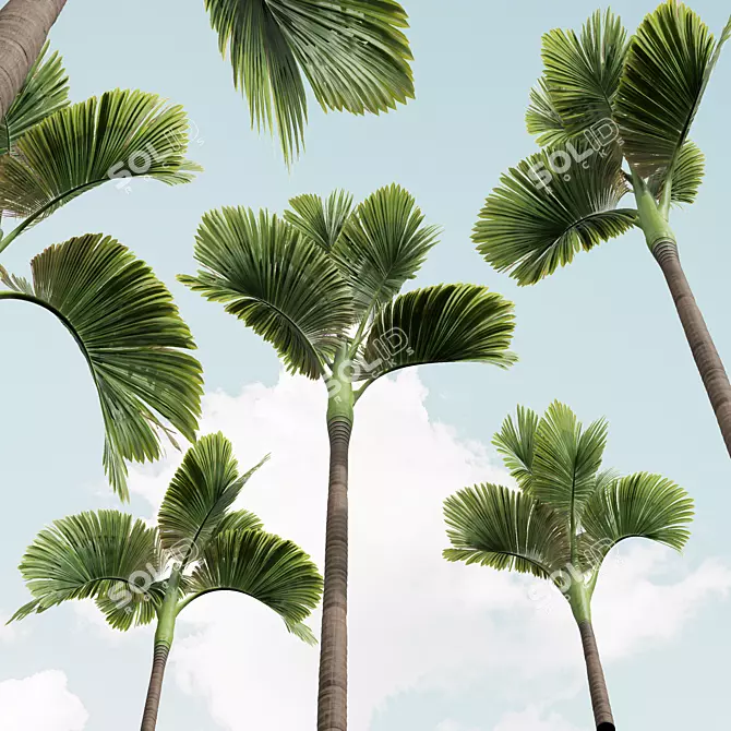 Exquisite Areca Catechu Palm Ensemble 3D model image 2