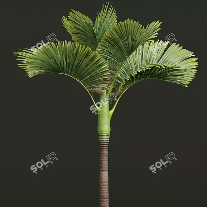 Exquisite Areca Catechu Palm Ensemble 3D model image 3