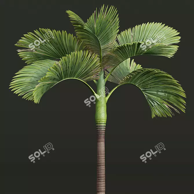 Exquisite Areca Catechu Palm Ensemble 3D model image 5