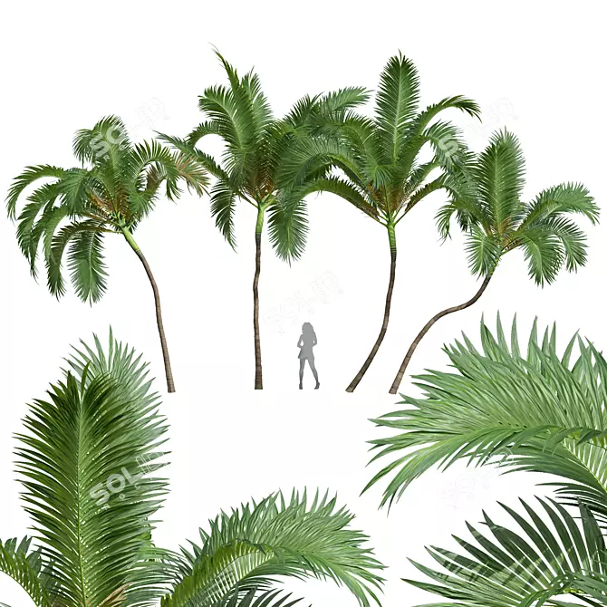 Exquisite Areca Catechu Palm Tree 3D model image 1